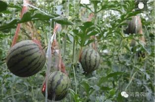 五一大众吃瓜网