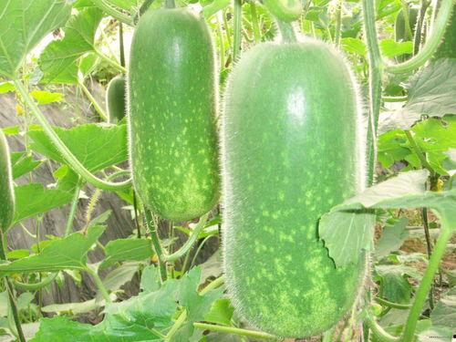 5月12日网红吃瓜,揭秘幕后真相与网络舆论风暴