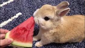 网红兔吃瓜,揭秘娱乐圈幕后真相