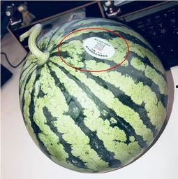 东南亚网红吃瓜