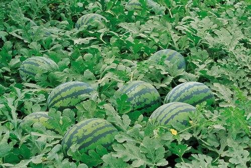 邳州网红吃瓜群微信群号,微信群号背后的火热社交圈