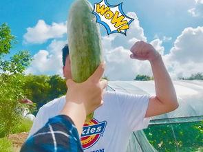 八卦网红吃瓜微信,揭秘娱乐圈幕后真相