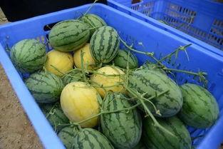 鞍山网红吃瓜群微信,揭秘网络红人的幕后故事