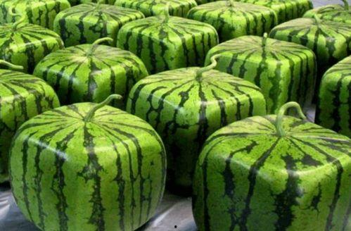 哪里可以看吃瓜网,网络舆论场中的热点追踪者