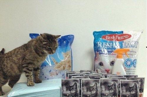 网红小猫咪球球吃瓜,萌宠界的“八卦达人”