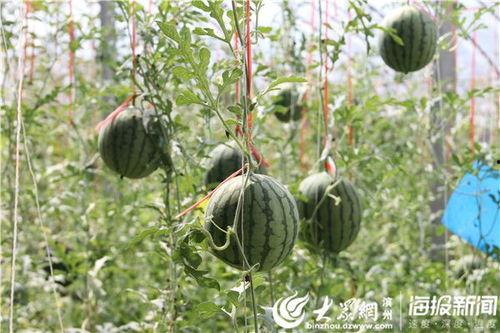 湖州网红吃瓜事件视频,一场网络热议的幕后真相揭秘