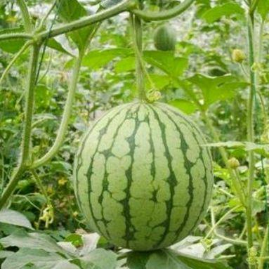 湖州网红吃瓜事件视频,一场网络热议的幕后真相揭秘