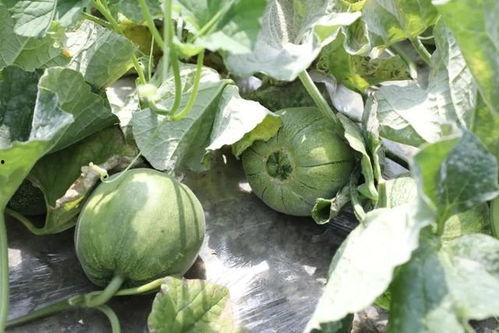 蘑菇吃瓜官网,揭秘美食新潮流