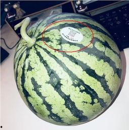 推特吃瓜网红是真的吗,真相还是炒作？”