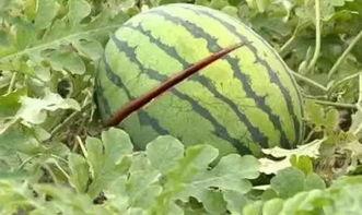 吃瓜给五块钱的网红叫什么,揭秘其爆红背后的故事