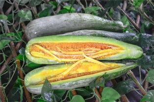 吃网红瓜的平台是什么